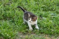 Adorable tabby kitten walking outdoors