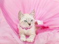 Adorable white siamese kitten with pink background Royalty Free Stock Photo