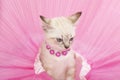 Angry white siamese kitten with pink background