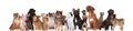 Adorable team of dogs and cats of different breeds