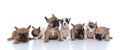 Adorable team of little french bulldog puppies looking to side