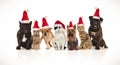 Adorable team of seven christmas pets of different breeds Royalty Free Stock Photo