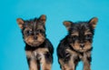 Adorable team of yorkshire terrier walking and looking to side