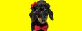 Adorable teckel dachshund dog wearing bowtie, glasses and hat Royalty Free Stock Photo