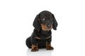 Adorable teckel dachshund pup sitting and looking to side Royalty Free Stock Photo