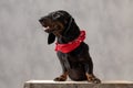 Teckel dog standing on wooden board with deep look Royalty Free Stock Photo