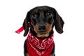 Adorable Teckel puppy making puppy eyes and wearing red bandana Royalty Free Stock Photo