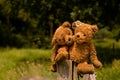 Adorable teddybear couple in love