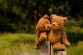Adorable teddybear couple in love Royalty Free Stock Photo