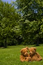 Adorable teddybear couple in the park Royalty Free Stock Photo