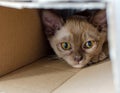 Adorable three months chocolate point Burmese cat female kitten, sitting in the box, only head is visible