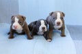 Adorable three-week old American Bully puppies sitting on couch staring