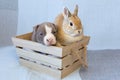 Adorable three-week old American Bully puppy and cute golden rabbit sitting in wooden box