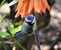 Adorable tiny bird Blue Tit resting on an orange flower stem