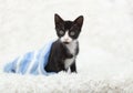 Tuxedo cat in blue striped Hat