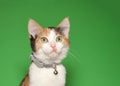 Adorable tiny calico kitten wearing a sparkling silver collar Royalty Free Stock Photo