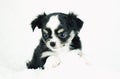 Cute Tiny Chihuahua Puppy On White Blanket