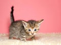 Portrait of an adorable baby kitten standing on sheepskin, profile Royalty Free Stock Photo