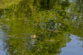 Adorable tiny one-week old Mallard duckling swimming in pond