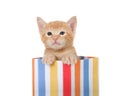 Adorable orange tabby kitten in a colorful present, isolated Royalty Free Stock Photo