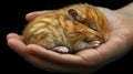 Adorable Tiny Orange Hamster Sleeping in a Gentle Hand Royalty Free Stock Photo