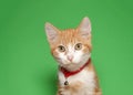 Adorable tiny orange and white tabby kitten wearing a bright red collar Royalty Free Stock Photo