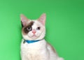 Adorable tiny siamese mix kitten wearing a bright blue collar Royalty Free Stock Photo