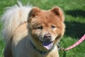 Adorable Tired Little Chow Puppy on a Leash