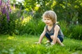 Adorable toddler boy having fun outdoors on sunny summer day. Child exploring nature. Summer activities for kids Royalty Free Stock Photo