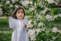 Adorable toddler child girl in light blue dressy outfit walking and playing in blooming spring garden