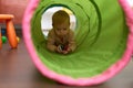 Adorable toddler crawling throw tunnel toy holding cars at kindergarten