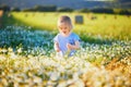 Adorable toddler girl amidst green grass and beauitiful daisies on a summer day