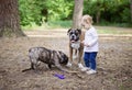 Adorable toddler girl playing with family dogs outdoors
