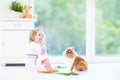 Adorable toddler girl playing with a real bunny Royalty Free Stock Photo