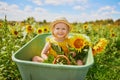 Adorable toddler girl in straw hat sitting in wheelbarrow near sunflower field at farm Royalty Free Stock Photo