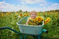 Adorable toddler girl in straw hat sitting in wheelbarrow near sunflower field at farm Royalty Free Stock Photo