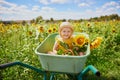 Adorable toddler girl in straw hat sitting in wheelbarrow near sunflower field at farm Royalty Free Stock Photo