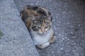 Tortoiseshell stray street cat