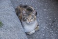 Tortoiseshell stray street cat