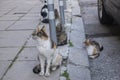 Tortoiseshell stray street cats