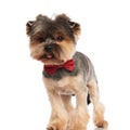 Adorable toy yorkie wearing a red bowtie looks to side Royalty Free Stock Photo