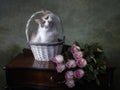 Adorable tricolor kitty in a basket and splendid pink rises Royalty Free Stock Photo