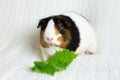 Adorable tricolour female guinea pig with black button eyes with lettuce leaf in front of her