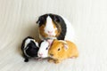 Adorable tricolour female guinea pig with black button eyes sitting on couch with her two-days old triplets