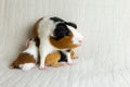 Adorable tricolour female guinea pig with black button eyes standing on couch with her two-days old triplets nursing