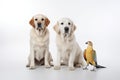 Adorable trio of furry friends, two dogs and a parrot in front of a white background. A touching bond between different pets