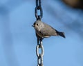 Adorable tufted titmouse (Baeolophus bicolor) perched on the chain isolated on blurred background Royalty Free Stock Photo