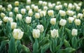 Adorable tulips. Tulips farm. Tulips field. White tulips blooming. Happy mothers day. Womens day concept. Spring season