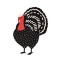 Adorable turkey isolated on white background. Amusing farm poultry, domestic or barnyard bird, wild fowl, Thanksgiving