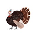 Adorable turkey isolated on a white background. Farm poultry. Vector illustration in a flat style. Royalty Free Stock Photo